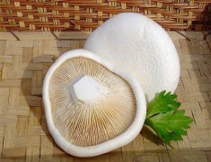 白靈菇畸形難控？逸村機(jī)械為您解憂