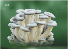 姬菇種植注意事項(xiàng)你知多少？逸村機(jī)械為您梳理