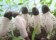 竹蓀的種植要點你知多少？且看逸村機械總結(jié)篇