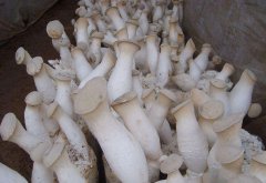 杏鮑菇細菌感染，個頭?。恳荽鍣C械為您查文獻招