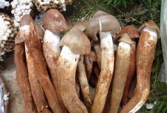 逸村機(jī)械與您分享雞樅菌的種植管理經(jīng)驗(yàn)