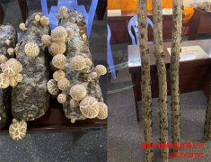 如何預防平菇冬季畸形 逸村機械有話說