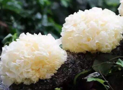 逸村機(jī)械帶您解讀鮮銀耳到干銀耳的整個(gè)過(guò)程